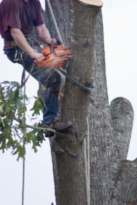 tree trimmer